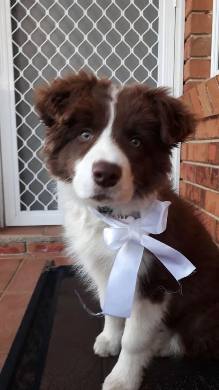 Border collie alta qualidade 