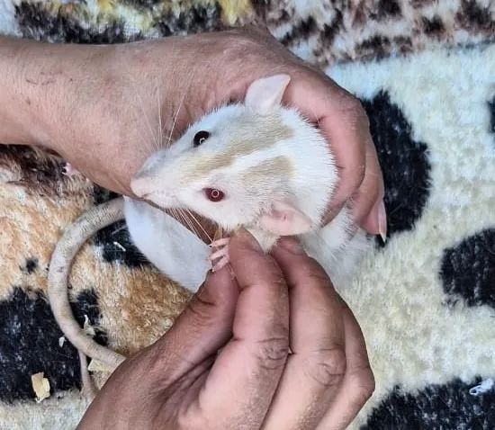 rato mercol twister - Foto 4
