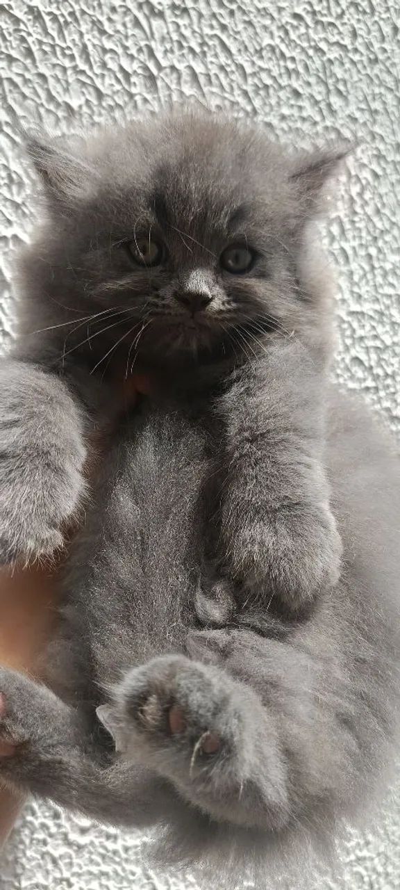 Gatos persas - Foto 2