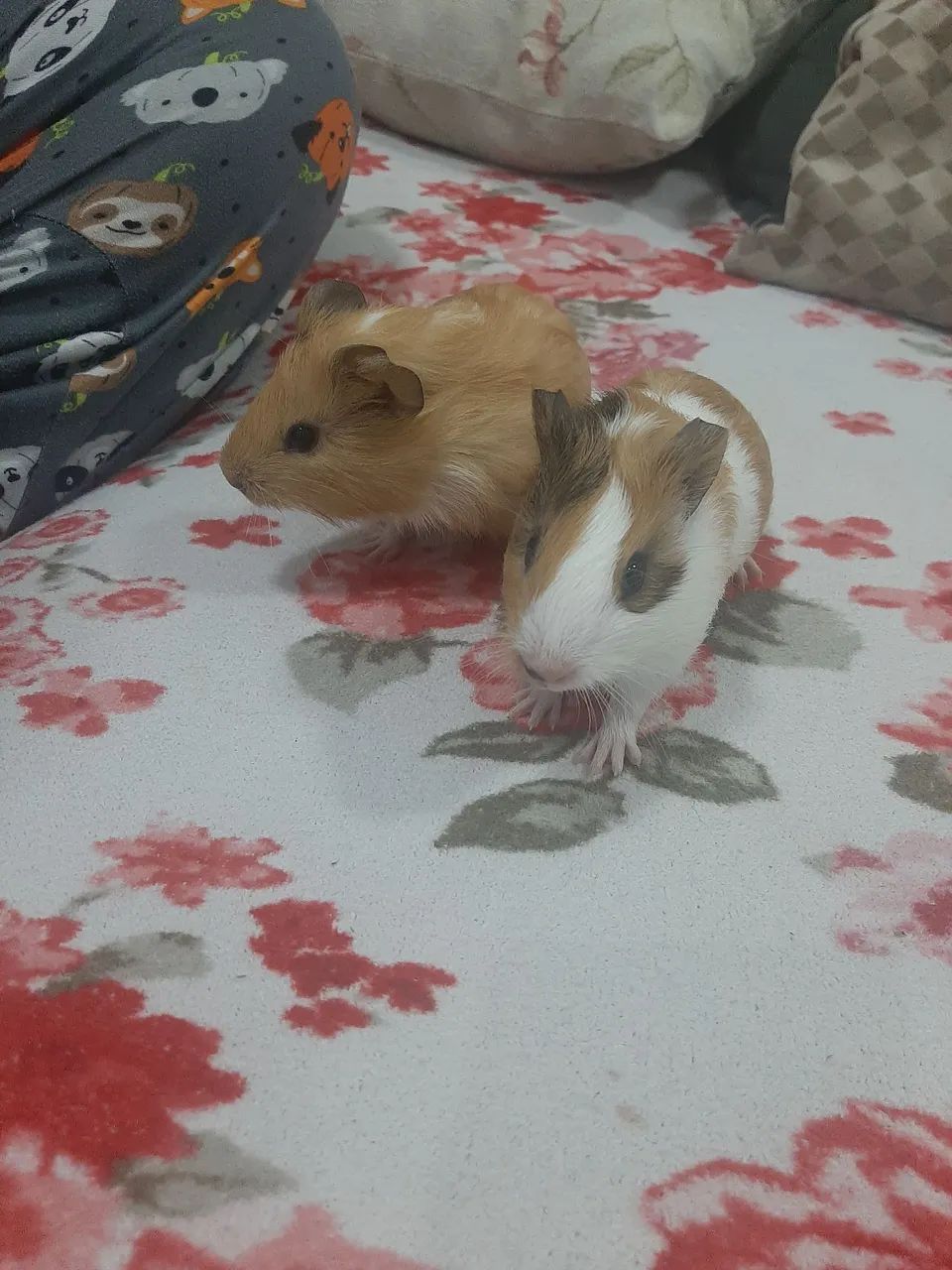 Animal de estimação  - Foto 3
