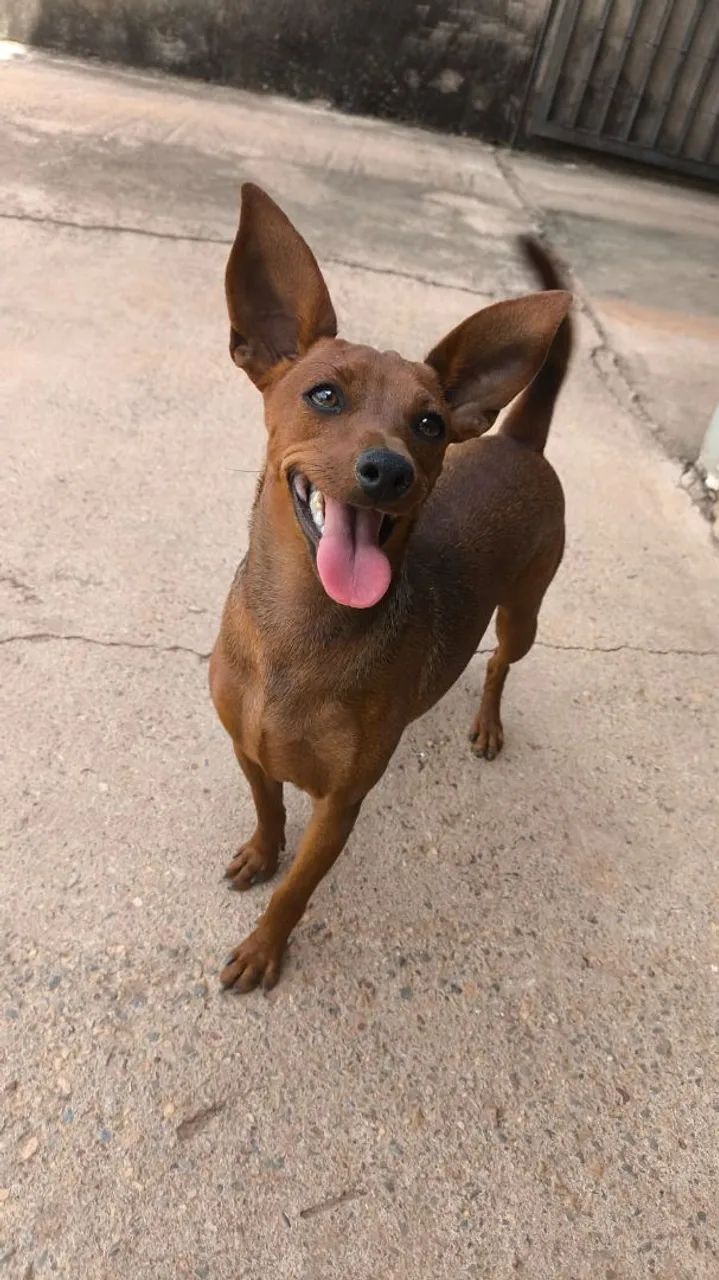 Pinscher miniatura 