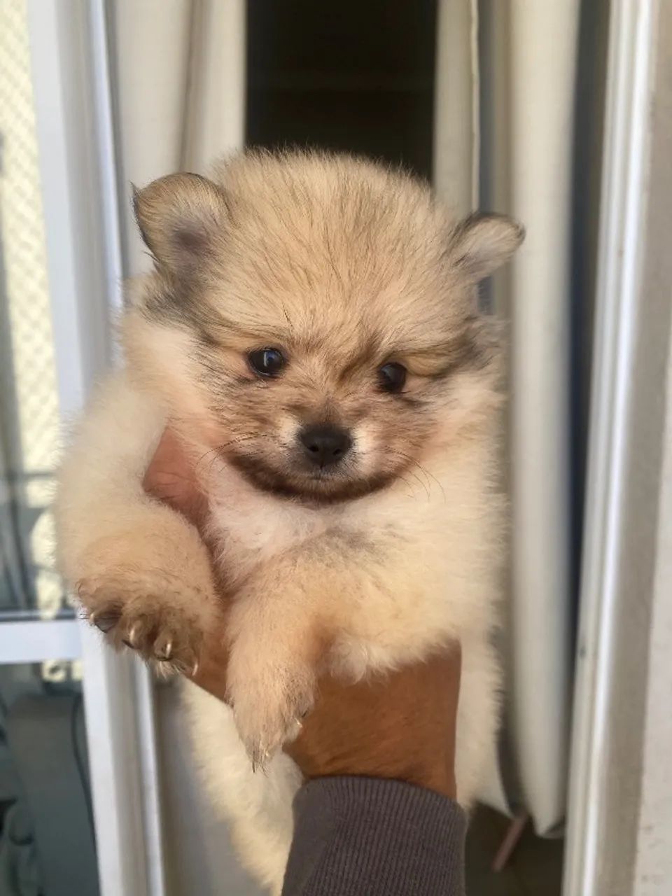Lulu - Foto 2