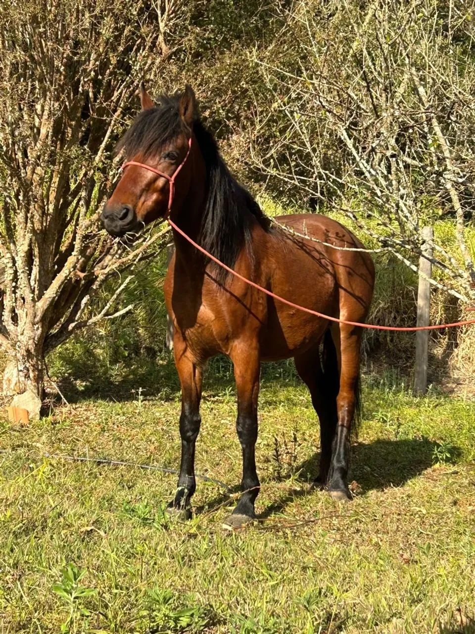 Cavalo 