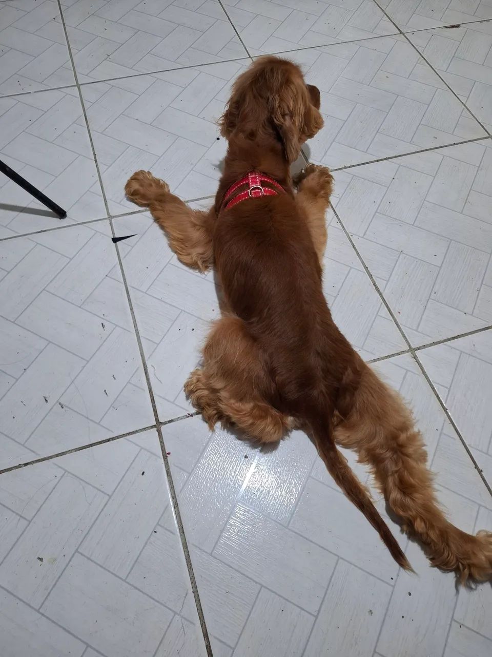 Cocker Spaniel - Foto 3