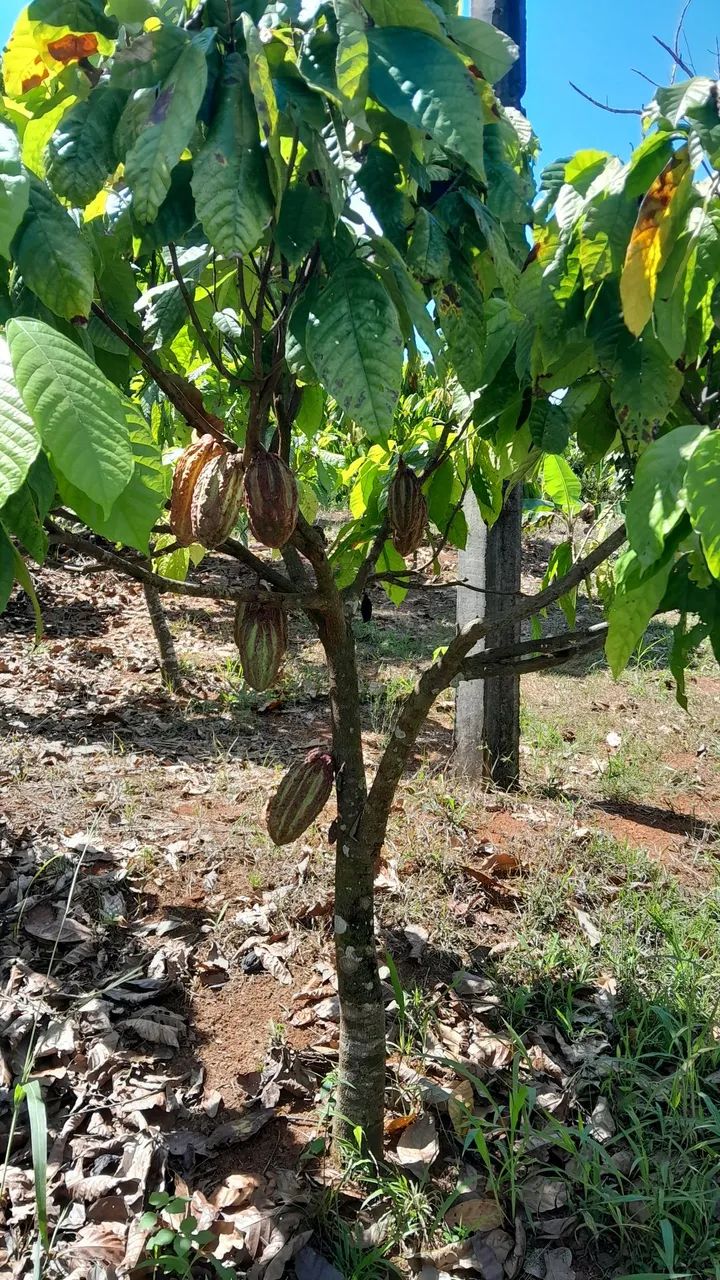 Contrato de compra e venda  - Foto 2