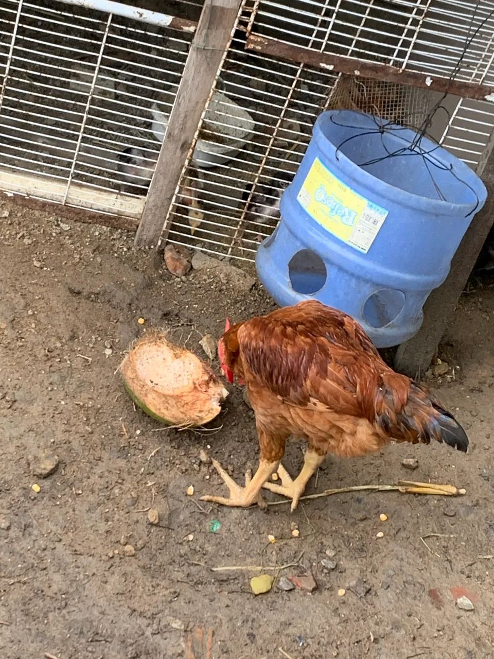 Frango lodilam galinha 