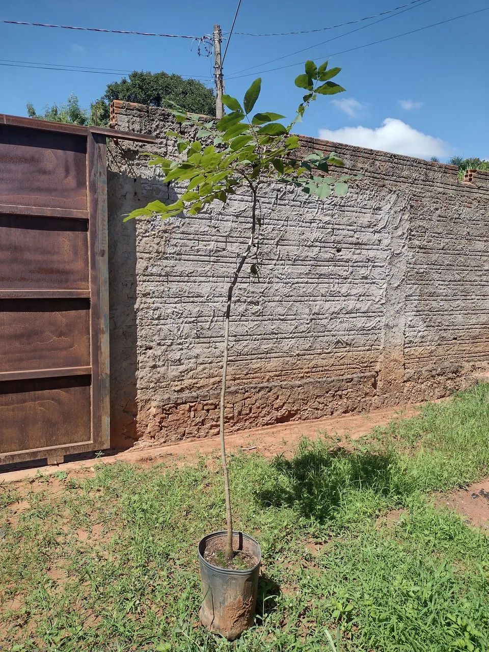 Lote terreno Quitado em Herculândia 242² metros quadrados  - Foto 6