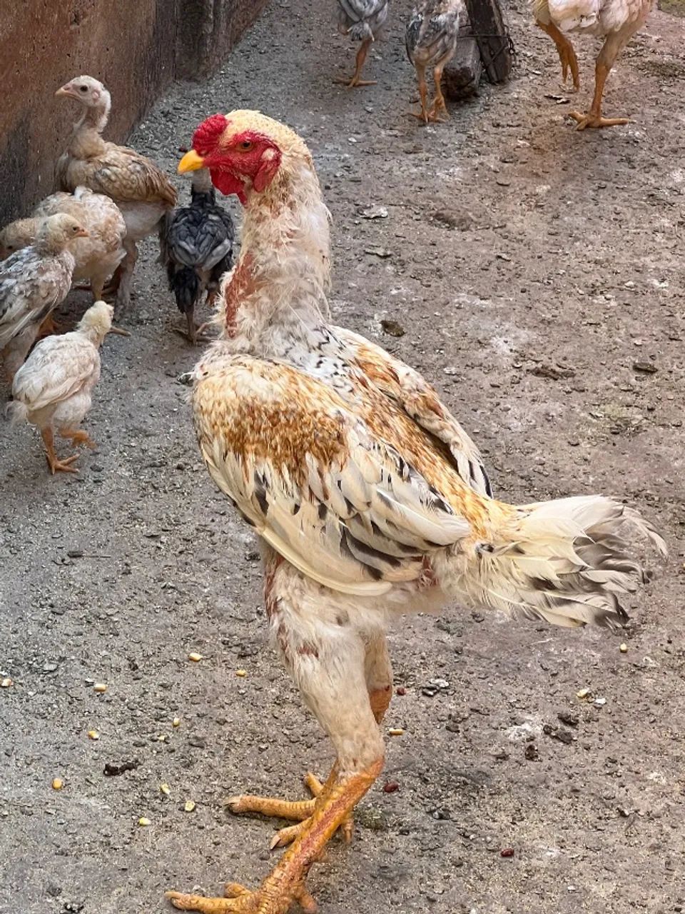 Galo - Foto 2