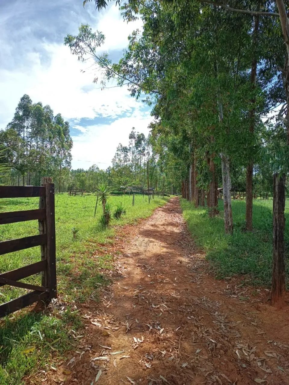 Foto - Brasília - Park Way