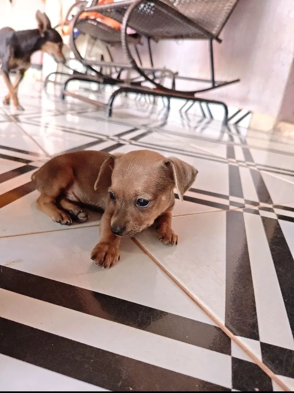 Pinscher  - Foto 4