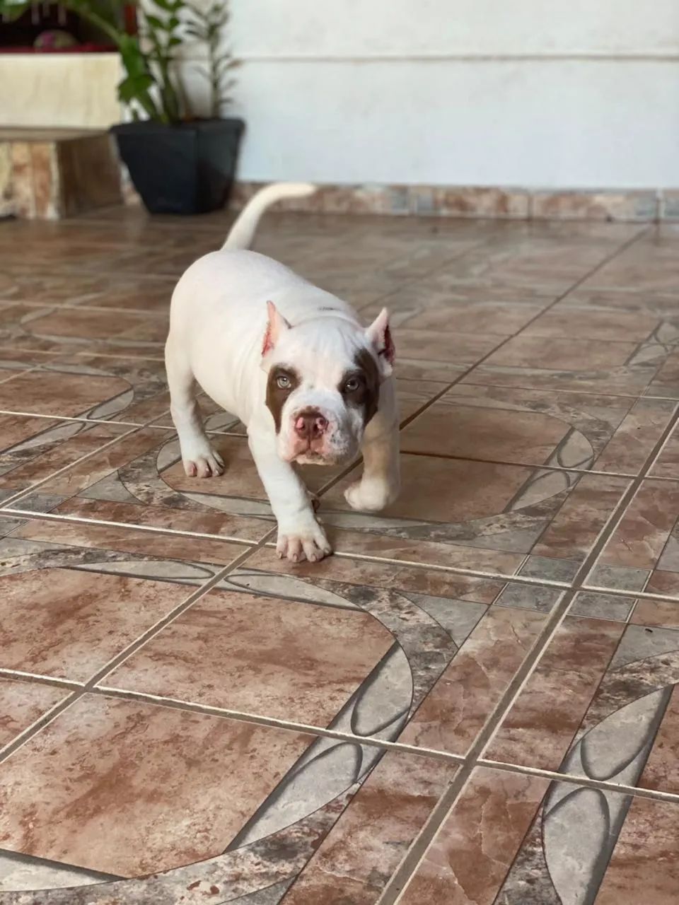 América bully / Pedigree é documentação  - Foto 4