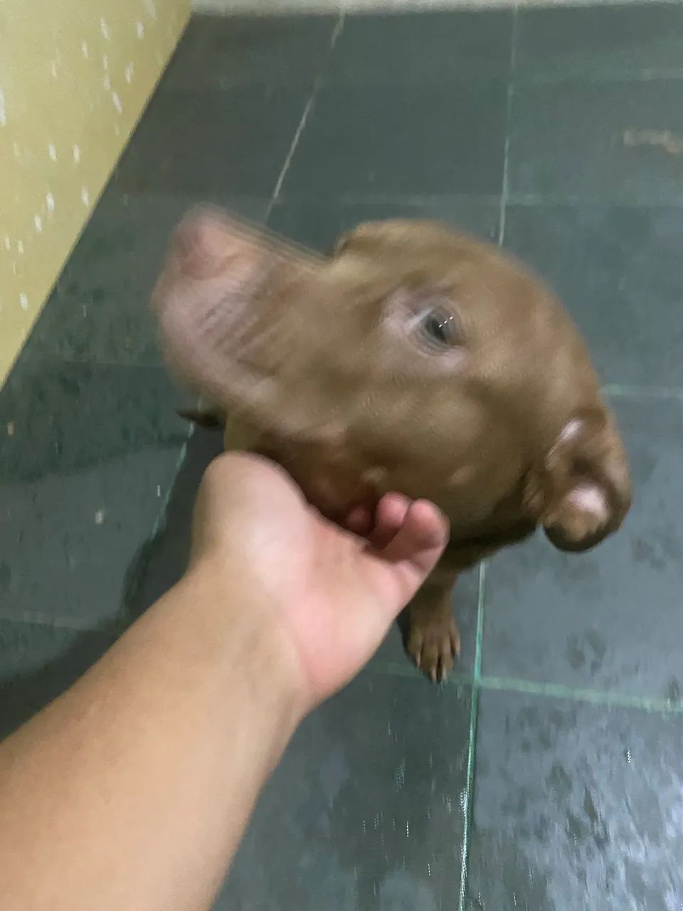Doa-se Pitbull misturado  - Foto 4