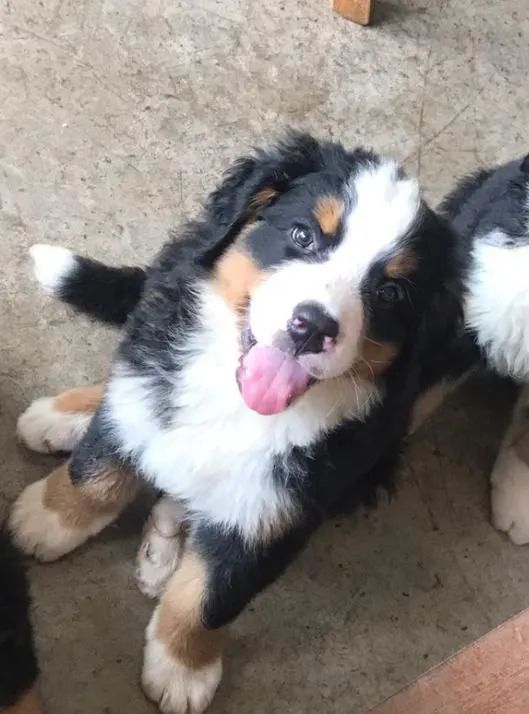 Filhote Bernese  - Foto 3