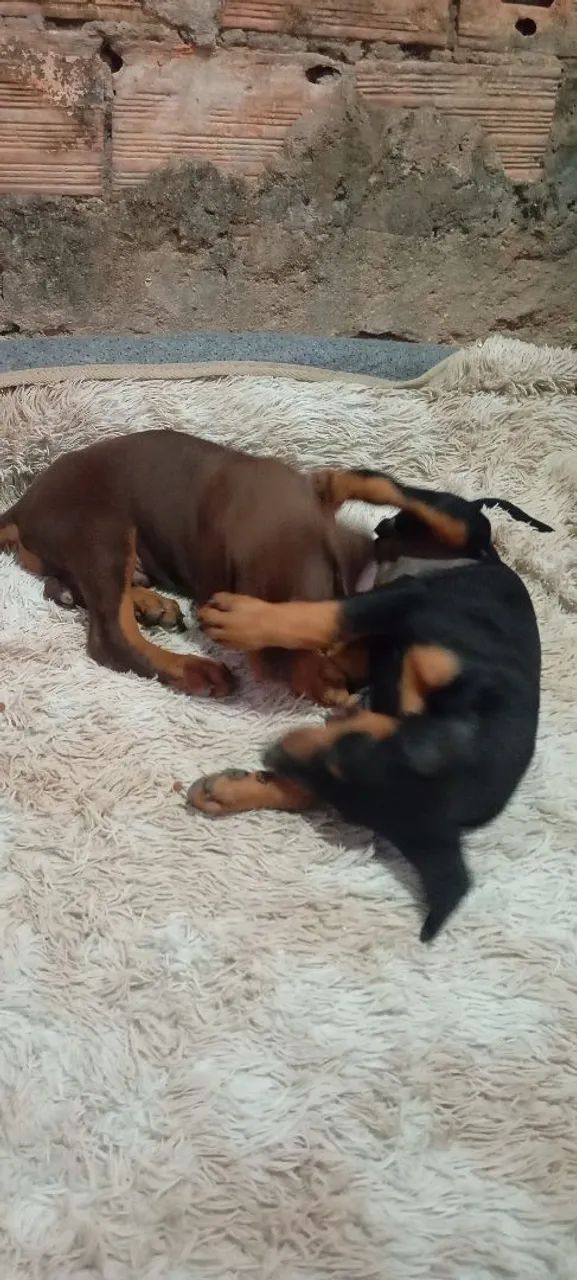 Filhotes Dobermann  - Foto 4