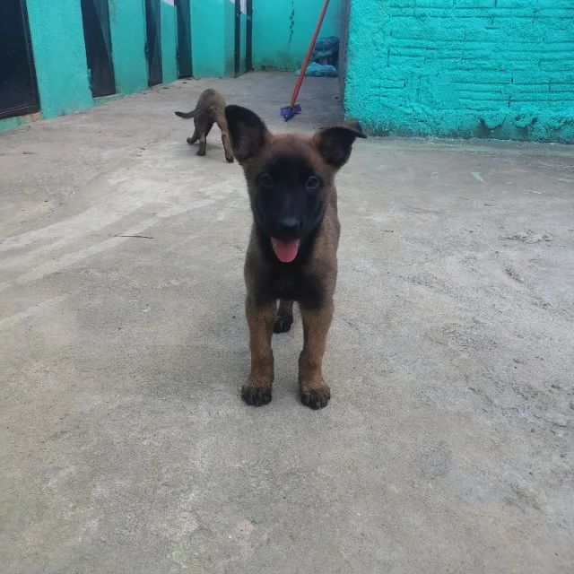 Pastor Belga Malinois  - Foto 2
