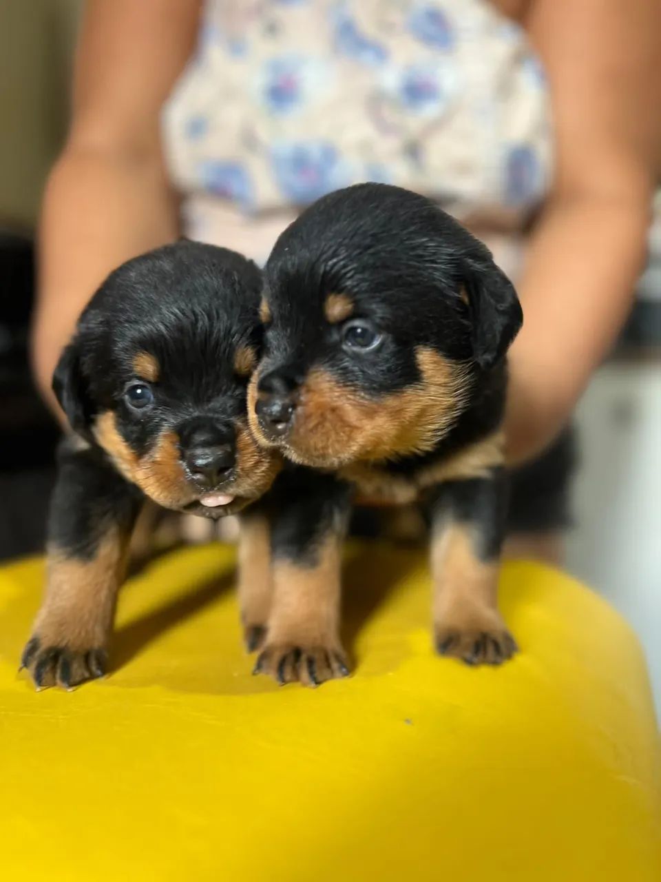 Cachorro  - Foto 3