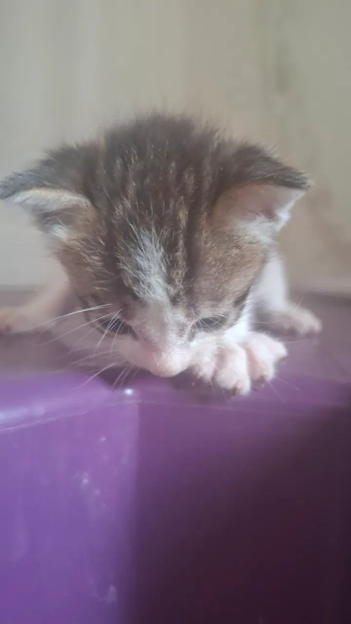 Gato - Foto 2