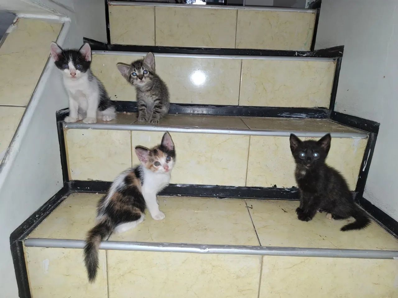 Adoção responsável de gatinhos  - Foto 4