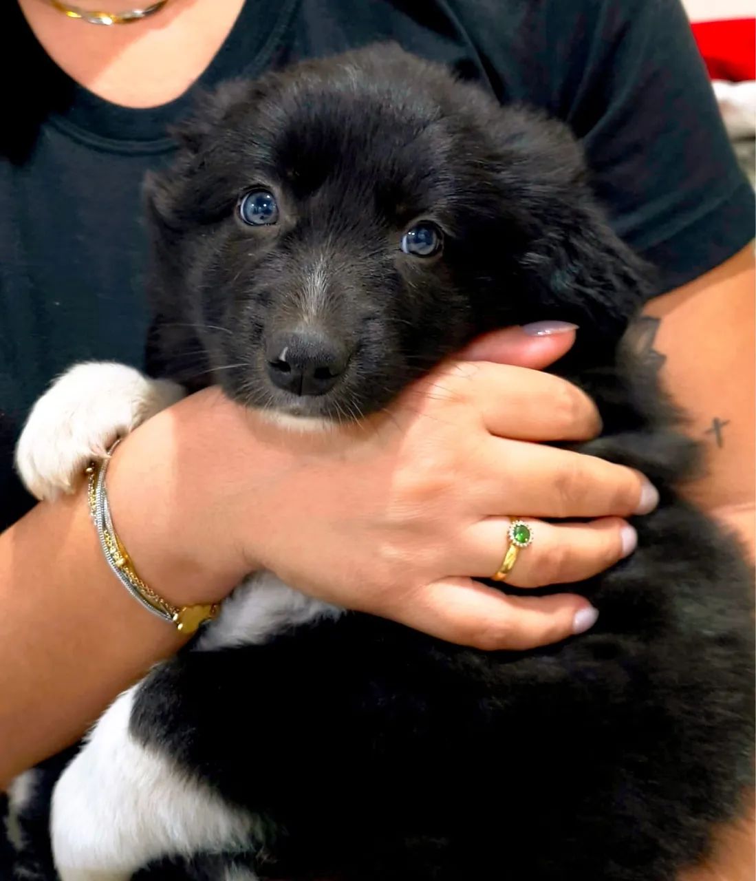 Filhote border collie  