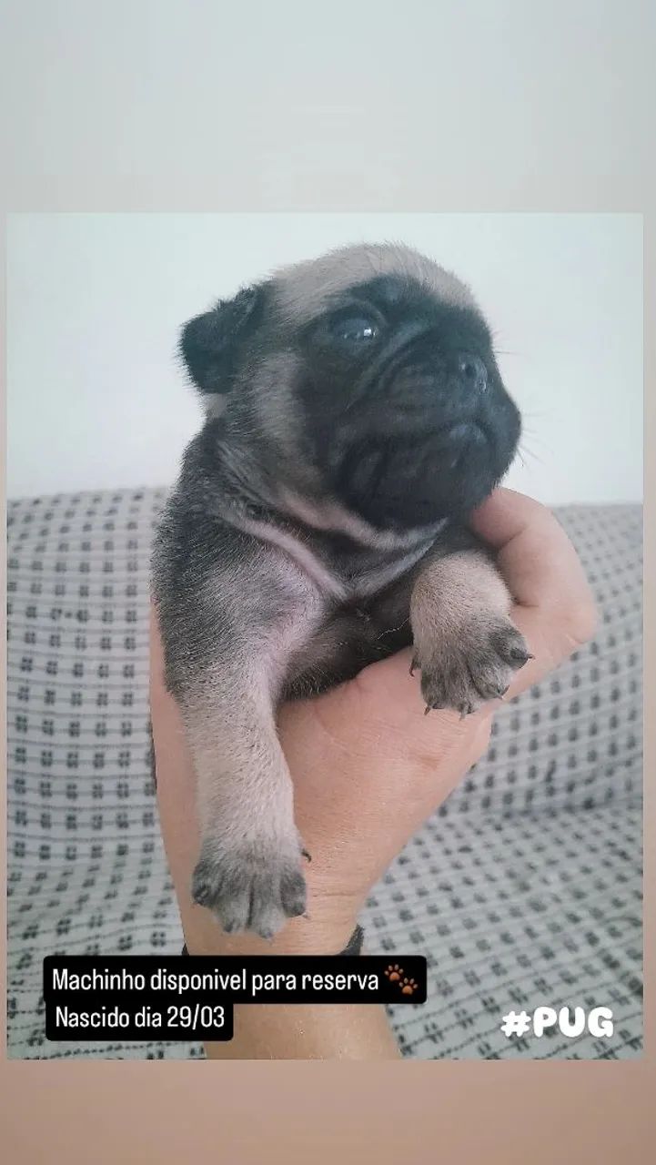 Pug - Foto 5