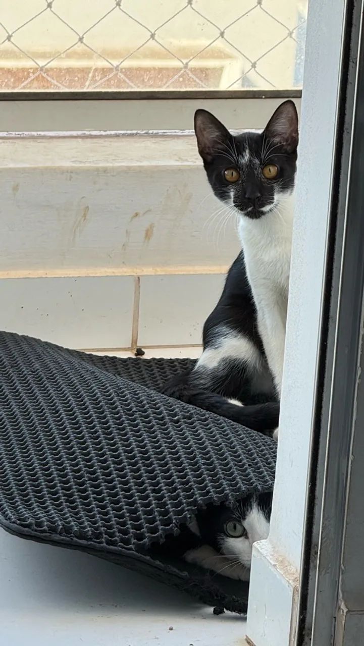 DOAÇÃO DE GATINHO - Foto 4
