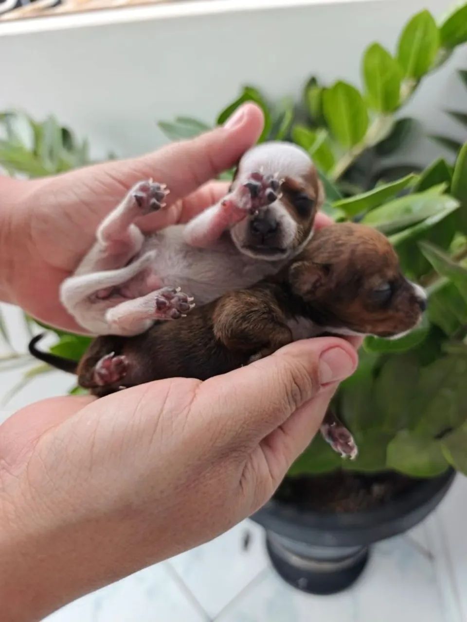 Pinscher mini 00 - Foto 2