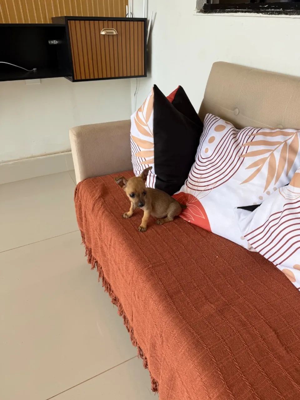 Pinscher macho zero - Foto 4