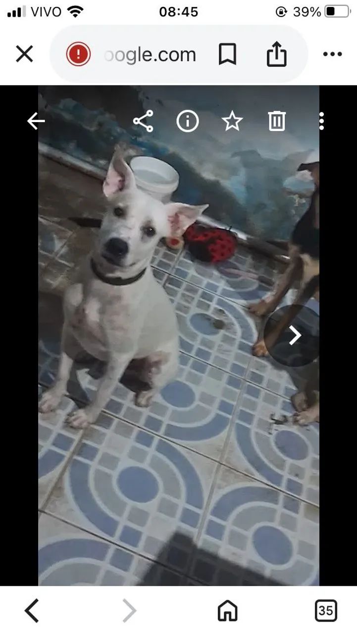 Adoção macho - Foto 4