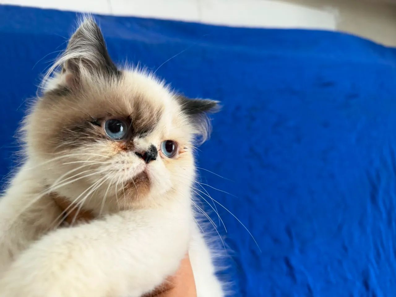 gato persa - Foto 2
