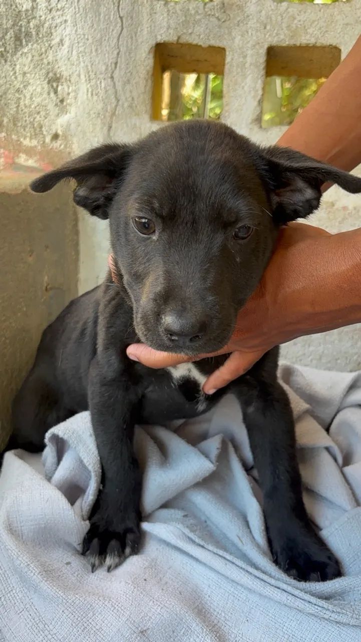ADOÇÃO RESPONSÁVEL  - Foto 4