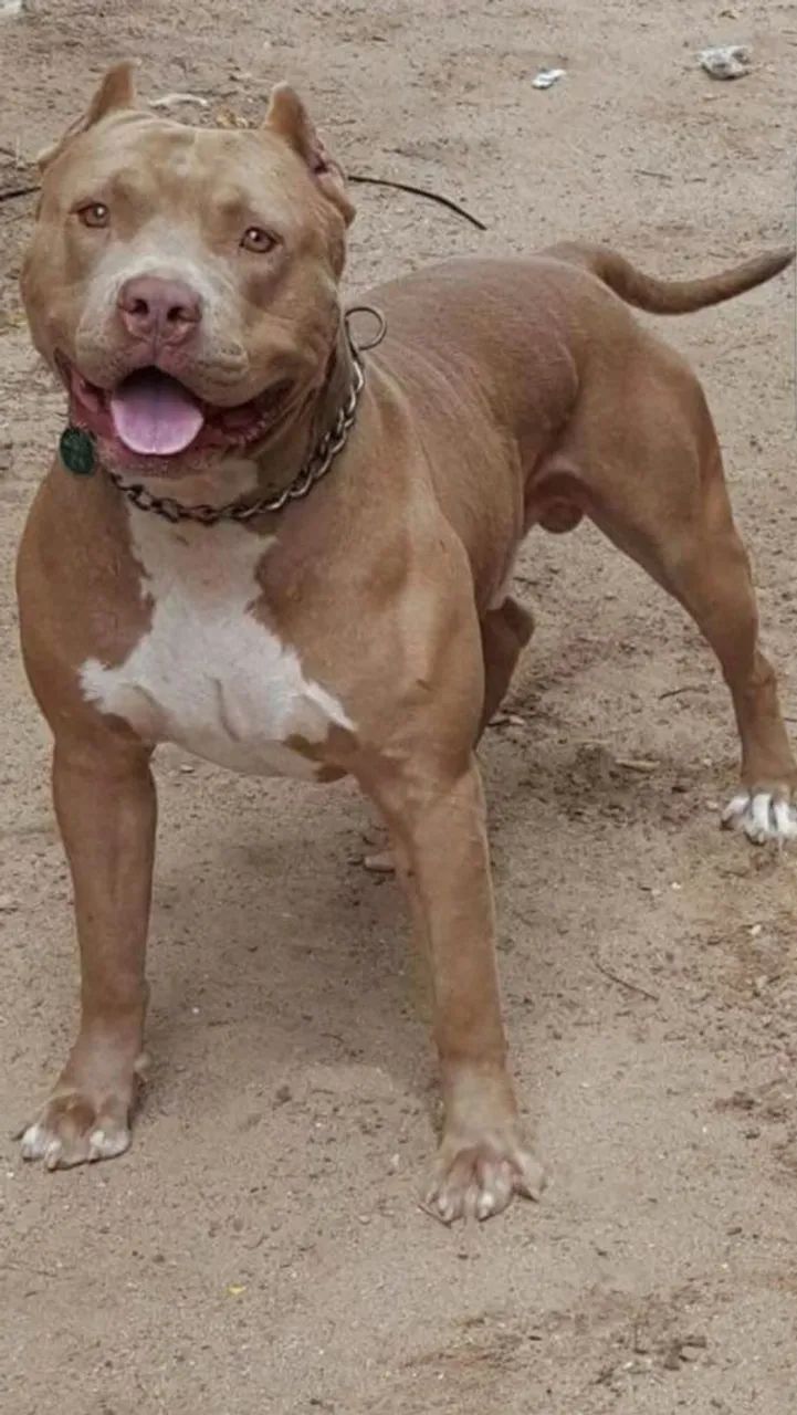 Pitbull - Foto 4