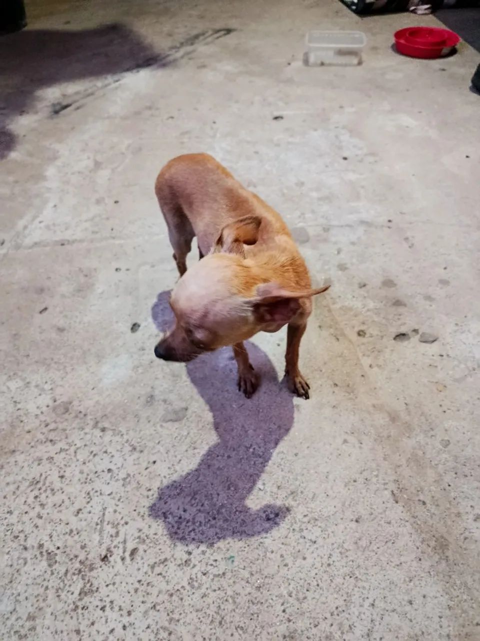 Pincher n1 - Foto 3