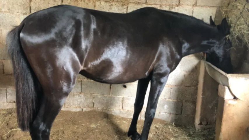 Cavalo mangalarga  - Foto 3