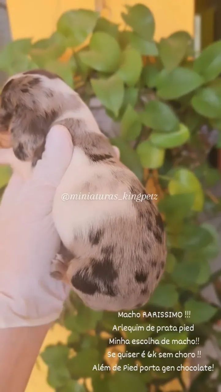 Dachshund Miniatura ( Raridade! ) Arlequim de prata pied  - Foto 2