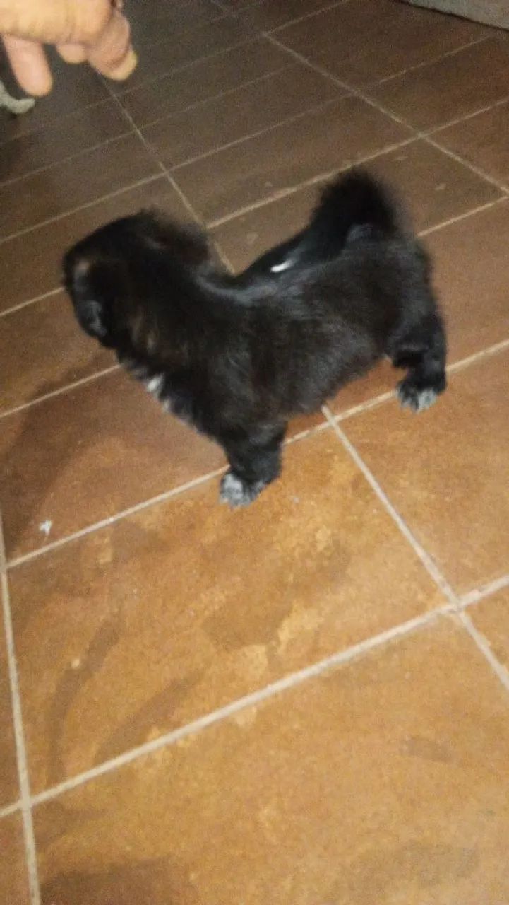 Pet  - Foto 2