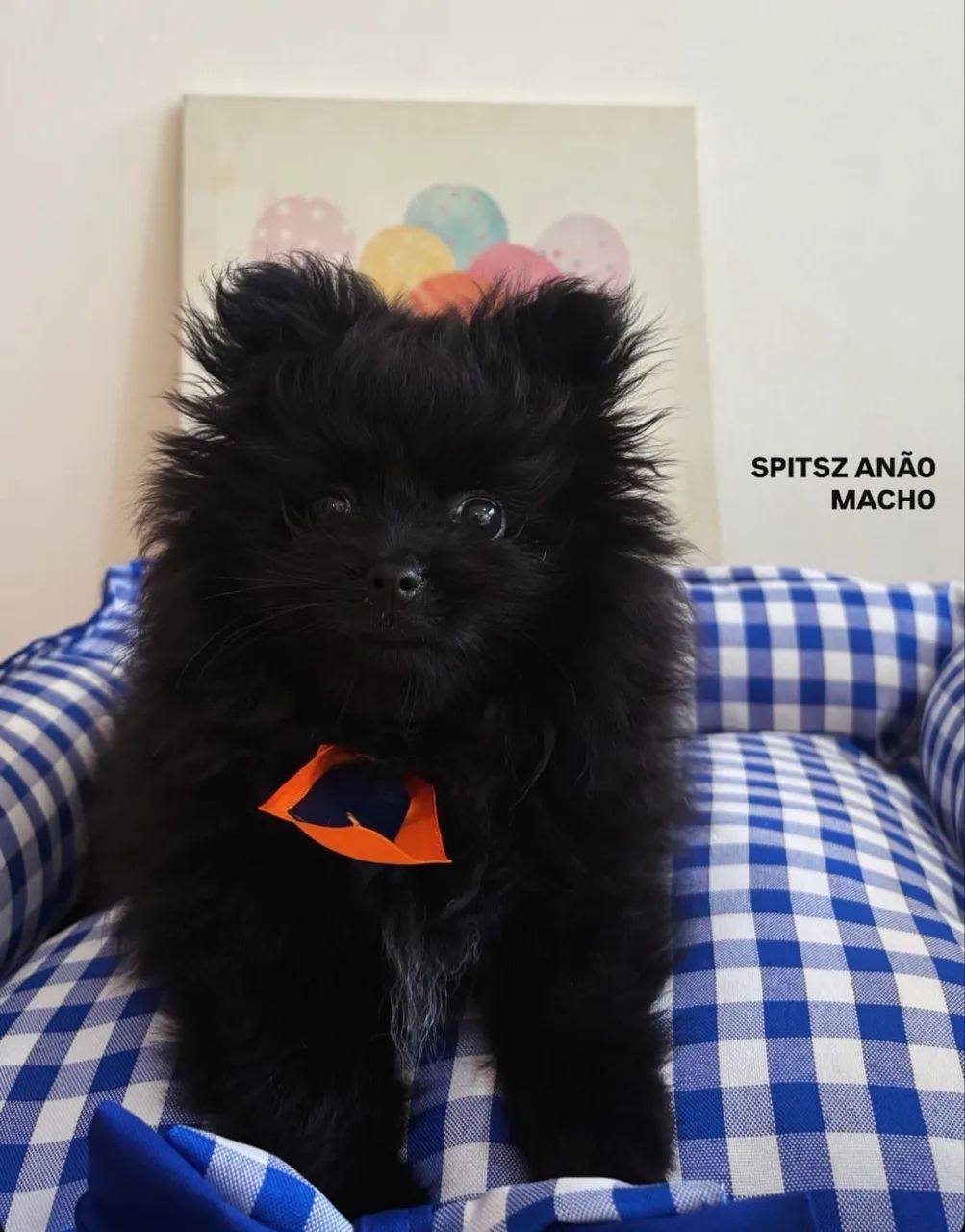 Vendo Spitz Alemão Macho - Foto 2