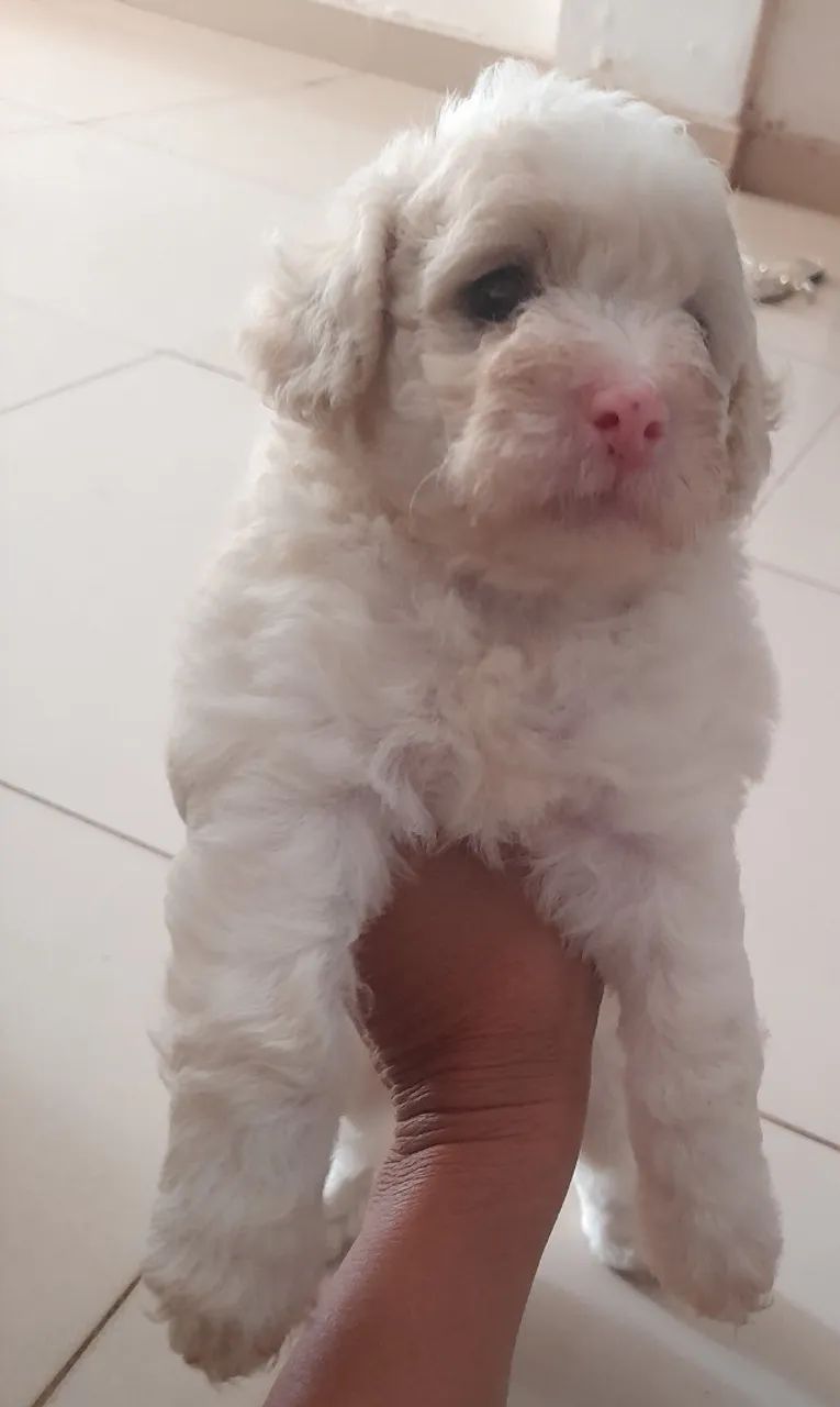 Cacchorro poodle  - Foto 2