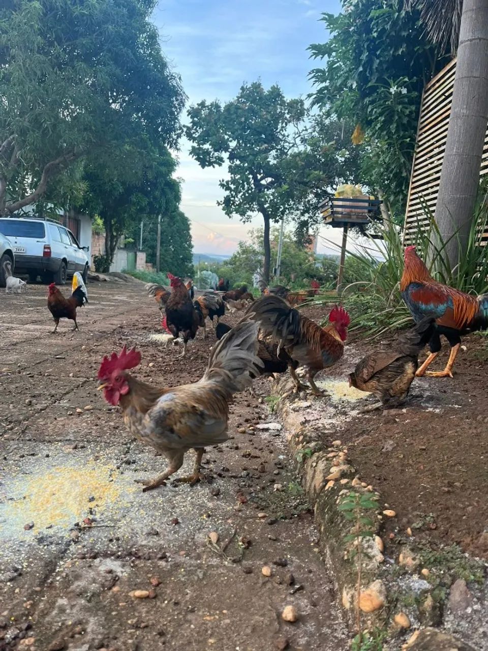Troco criação de galos e galinhas Garnizés por material de Construção! - Foto 5