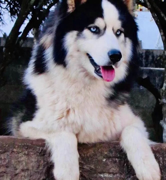 Husky Siberiano
