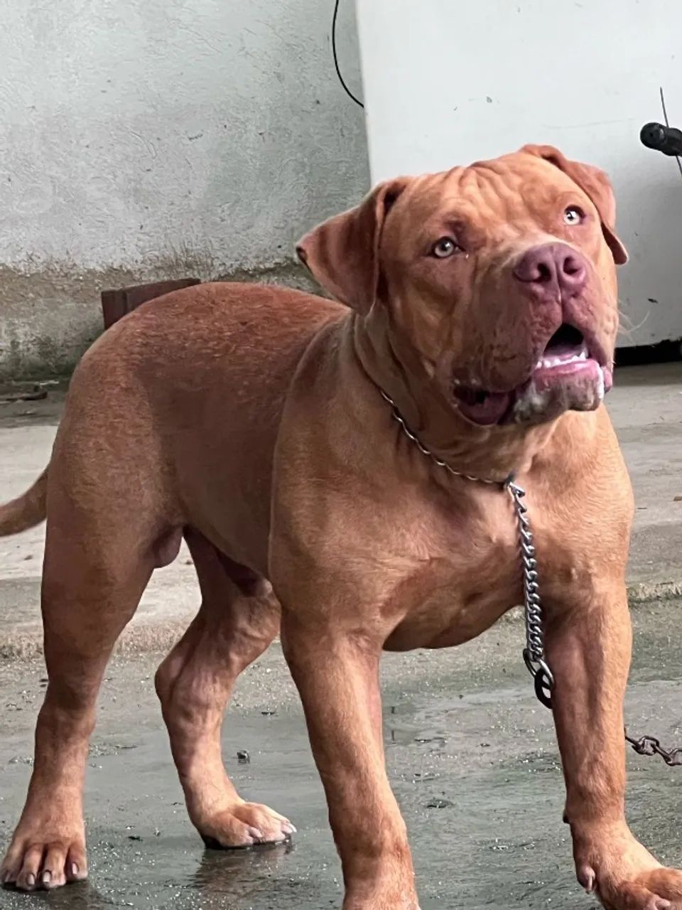 Cachorro 