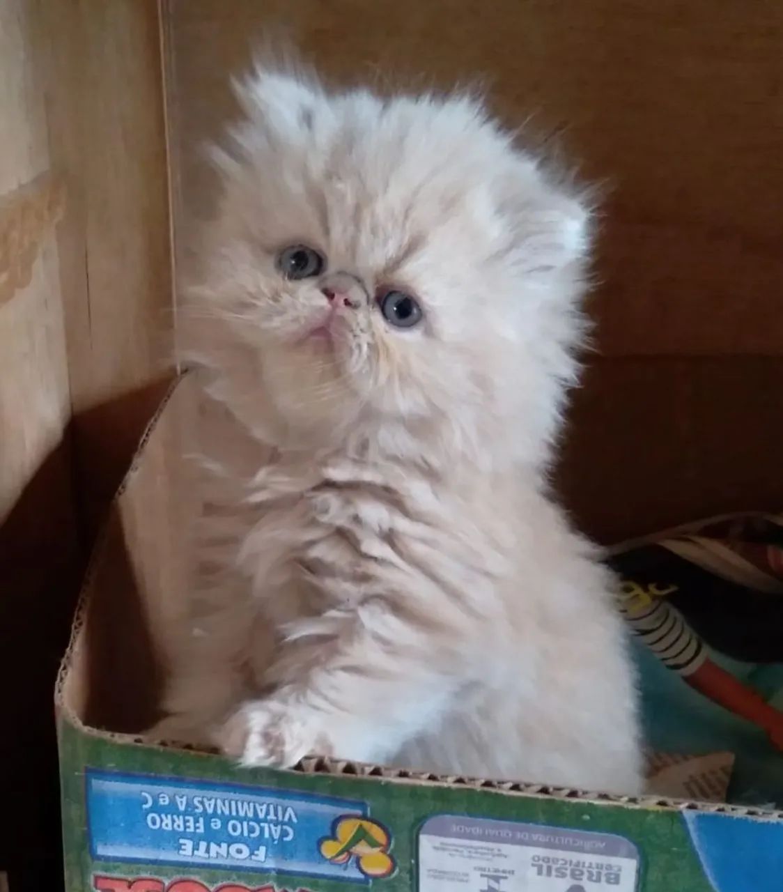 Gatinhos Persa Show  - Foto 2