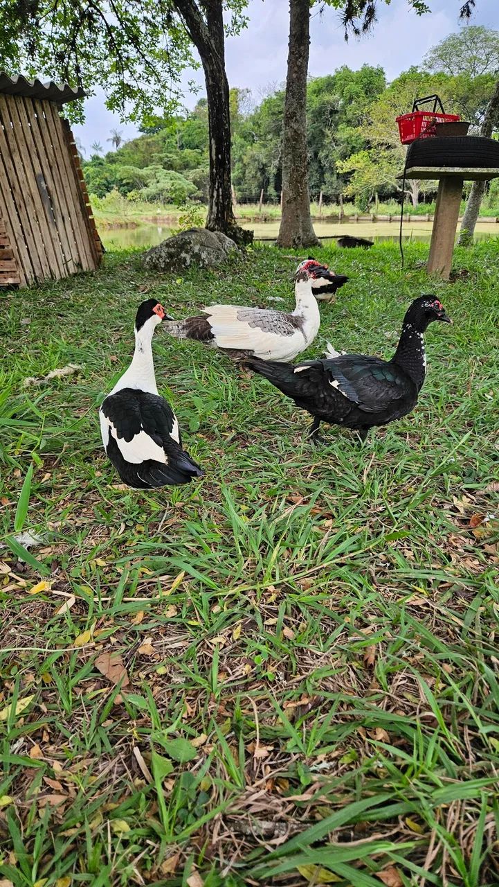 Pato 