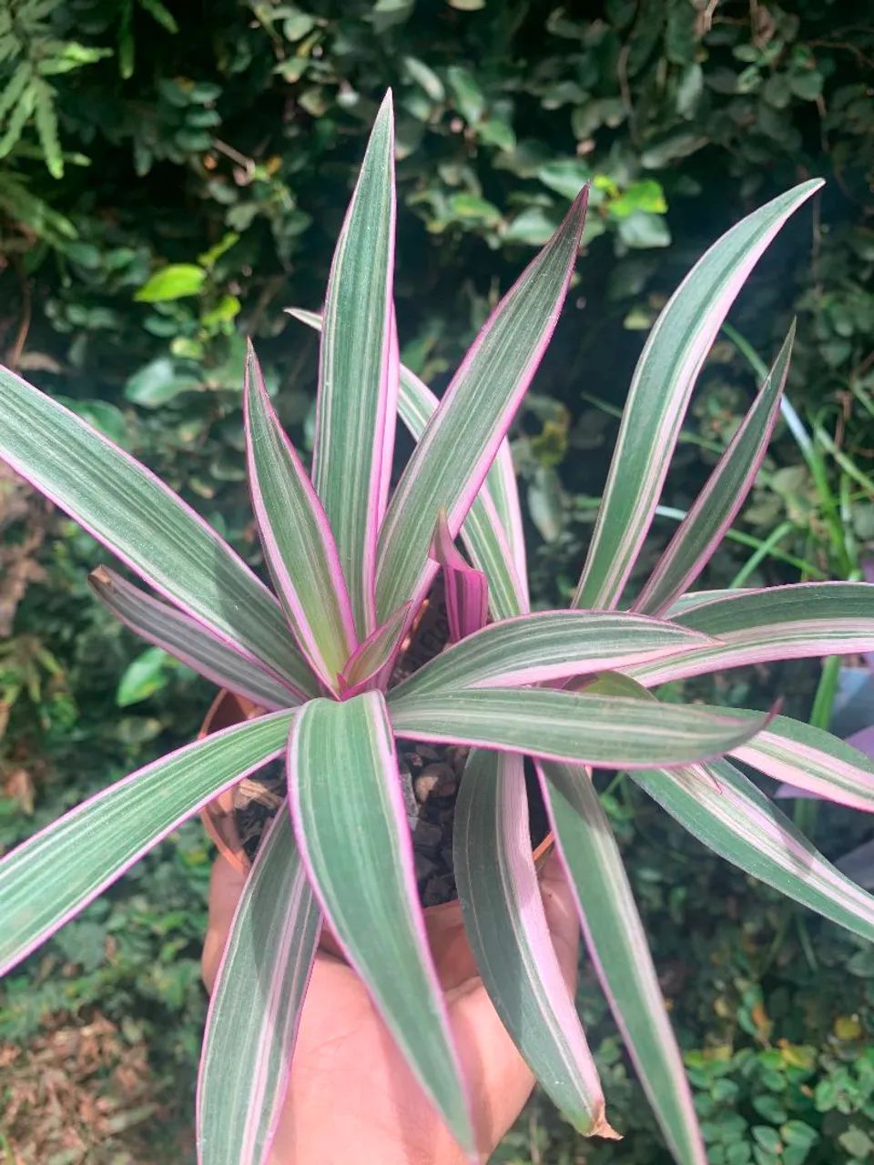 Planta  - Foto 2