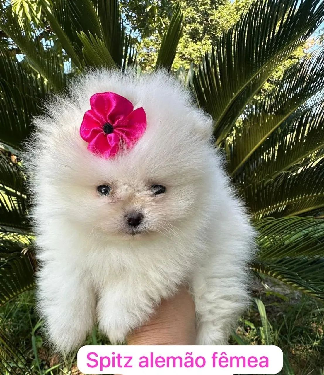 Spitz alemão fêmea 