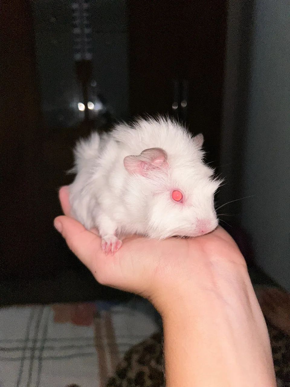 Vendo porquinho da india macho albino filhote