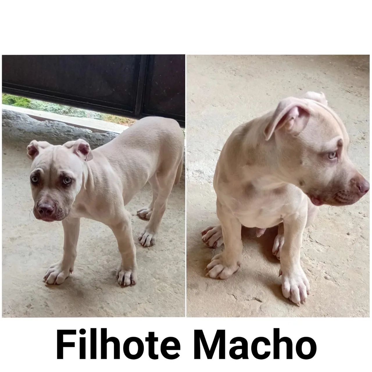 Cachorro pit bull - Foto 4