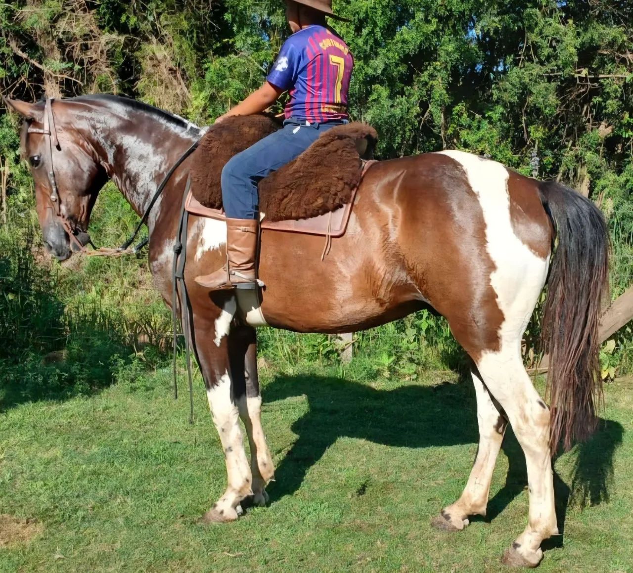 Tobiano castrado muito mansinho e enorme - Foto 4