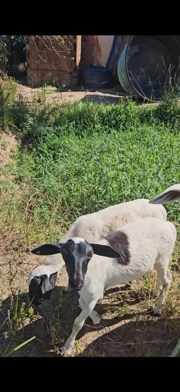Ovelha e 2 filhote  - Foto 3