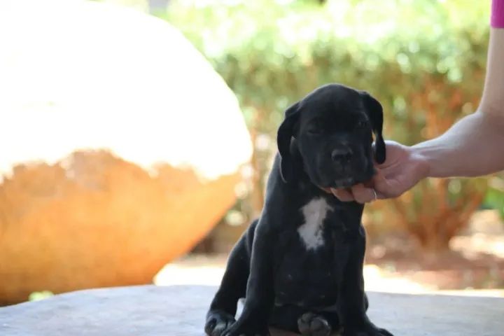 Cane Corso Otimo Cão De Guarda  - Foto 4