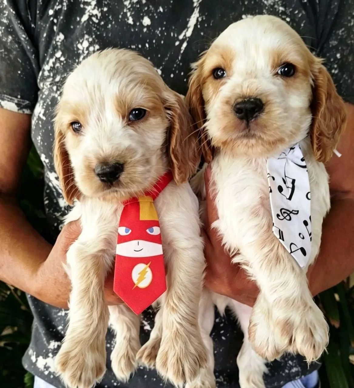 Cocker Spaniel Inglês! Machos e Fêmeas! - Foto 2